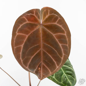 Anthurium Brown Derby '39' x Brown Derby '39' by DocBlock® (wk20-A)