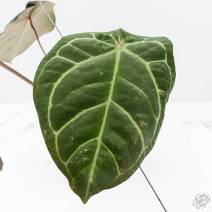 Anthurium Brown Derby '39' x Brown Derby '39' by DocBlock® (wk20-A)