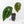 Anthurium Brown Derby '39' x Brown Derby '39' by DocBlock® (wk20-S)