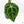 Anthurium Brown Derby '39' x Brown Derby '39' by DocBlock® (wk20-S)