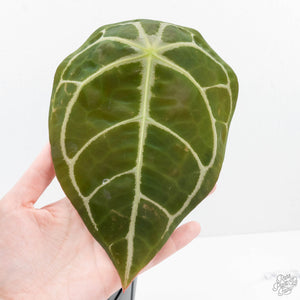 Anthurium Brown Derby '39' x Brown Derby '39' by DocBlock® (wk20-S)