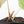 Anthurium Brown Derby '39' x Brown Derby '39' by DocBlock® (wk20-S)