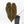 Anthurium Brown Derby '39' x Brown Derby '39' by DocBlock® (wk21-M)