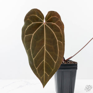 Anthurium Brown Derby '39' x Brown Derby '39' by DocBlock® (wk21-M)