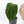 Anthurium Brown Derby '39' x Brown Derby '39' by DocBlock® (wk21-M)