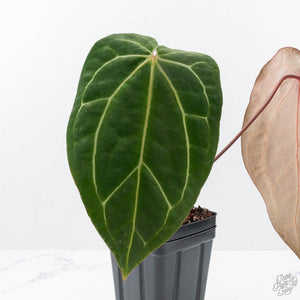 Anthurium Brown Derby '39' x Brown Derby '39' by DocBlock® (wk21-M)