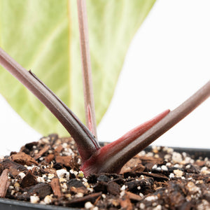 Anthurium Brown Derby '39' x Brown Derby '39' by DocBlock® (wk21-M)