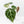 Anthurium Brown Derby '39' x Brown Derby '39' by DocBlock® (wk22-Q)