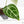 Anthurium Brown Derby '39' x Brown Derby '39' by DocBlock® (wk22-Q)