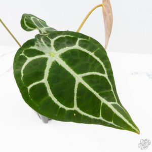 Anthurium Brown Derby '39' x Brown Derby '39' by DocBlock® (wk22-Q)