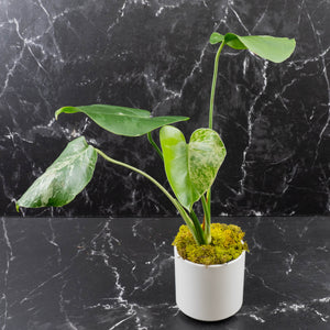 Monstera Deliciosa 'Bulbasaur'