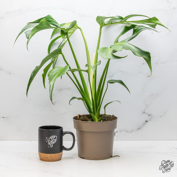 Monstera 'Burle Marx Flame' *Grower's Choice*