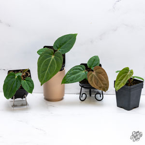 Anthurium Carlablackiae x Kunayalense *Grower's Choice*