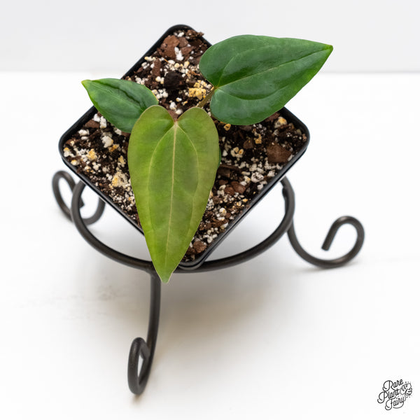 Anthurium (Carlablackiae × Portillae) x Dressleri *Grower’s Choice*