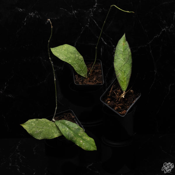 Hoya clemensiorum *Grower's Choice*