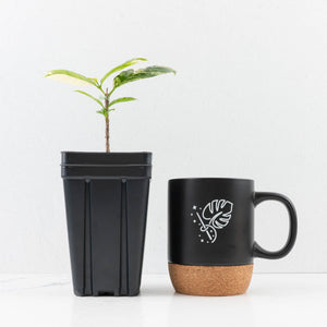 Coffea arabica Variegated Coffee Tree (wk33-L22)