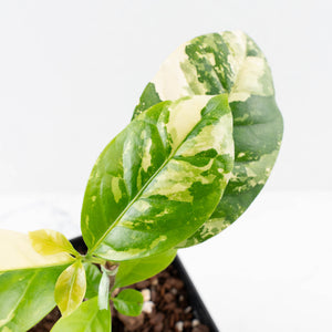 Coffea arabica Variegated Coffee Tree (wk33-L22)