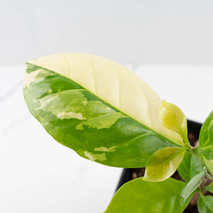 Coffea arabica Variegated Coffee Tree (wk33-L22)