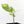 Coffea arabica Variegated Coffee Tree (wk33-L22)