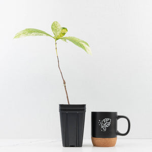 Coffea canephora 'Robusta' variegated (wk33-L20)