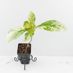 Coffea canephora 'Robusta' variegated (wk33-L20)