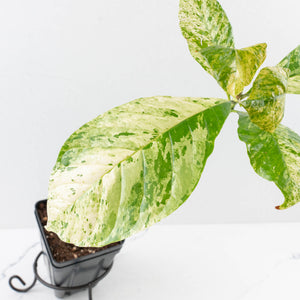 Coffea canephora 'Robusta' variegated (wk33-L20)