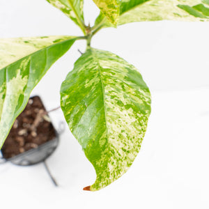 Coffea canephora 'Robusta' variegated (wk33-L20)