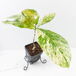 Coffea canephora 'Robusta' variegated (wk33-L20)