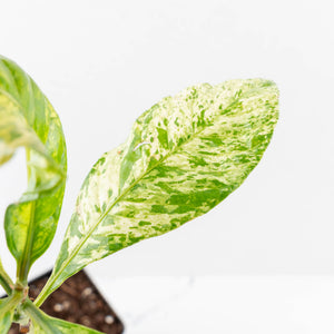 Coffea canephora 'Robusta' variegated (wk33-L20)