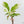 Coffea Arabica Variegated Coffee Tree (wk26-F)