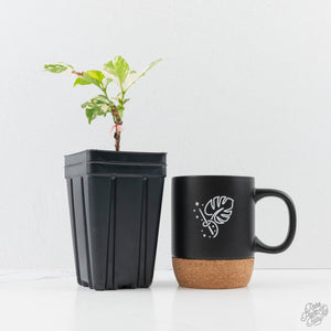 Coffea Arabica Variegated Coffee Tree (wk26-F)