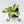 Coffea Arabica Variegated Coffee Tree (wk26-F)