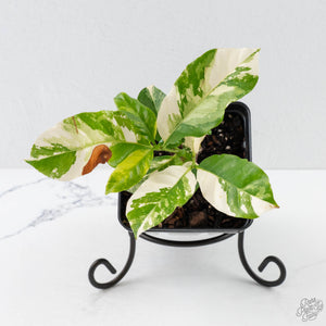 Coffea Arabica Variegated Coffee Tree (wk26-F)