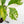 Coffea Arabica Variegated Coffee Tree (wk26-F)