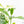 Coffea Arabica Variegated Coffee Tree (wk28-G)