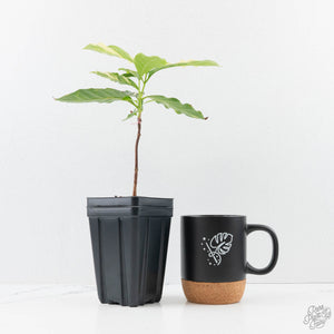 Coffea Arabica Variegated Coffee Tree (wk28-G)