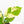 Coffea Arabica Variegated Coffee Tree (wk28-G)
