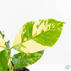 Coffea Arabica Variegated Coffee Tree (wk28-G)