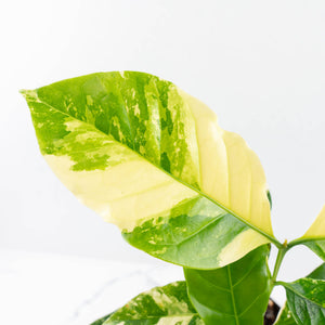 Coffea Arabica Variegated Coffee Tree (wk28-G)