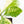 Coffea Arabica Variegated Coffee Tree (wk30-X)