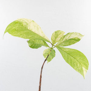 Coffea Arabica Variegated Coffee Tree (wk30-X)