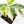 Coffea canephora 'Robusta' Variegated Coffee Tree (wk31-Z)