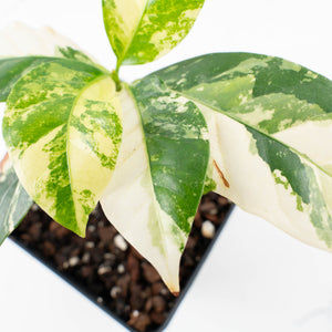 Coffea canephora 'Robusta' Variegated Coffee Tree (wk31-Z)