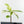Coffea canephora 'Robusta' Variegated Coffee Tree (wk31-Z)