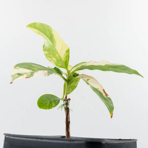 Coffea canephora 'Robusta' Variegated Coffee Tree (wk31-Z)