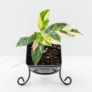 Coffea canephora 'Robusta' Variegated Coffee Tree (wk31-Z)