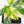 Coffea canephora 'Robusta' Variegated Coffee Tree (wk31-Z)