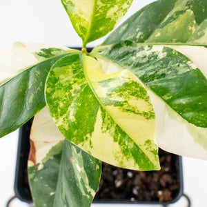 Coffea canephora 'Robusta' Variegated Coffee Tree (wk31-Z)