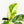 Coffea canephora 'Robusta' Variegated Coffee Tree (wk31-Z)