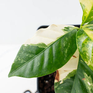 Coffea canephora 'Robusta' Variegated Coffee Tree (wk31-Z)